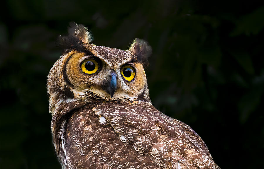 Nature Photograph - A Portrait Of Great Horned Owl by Mike He