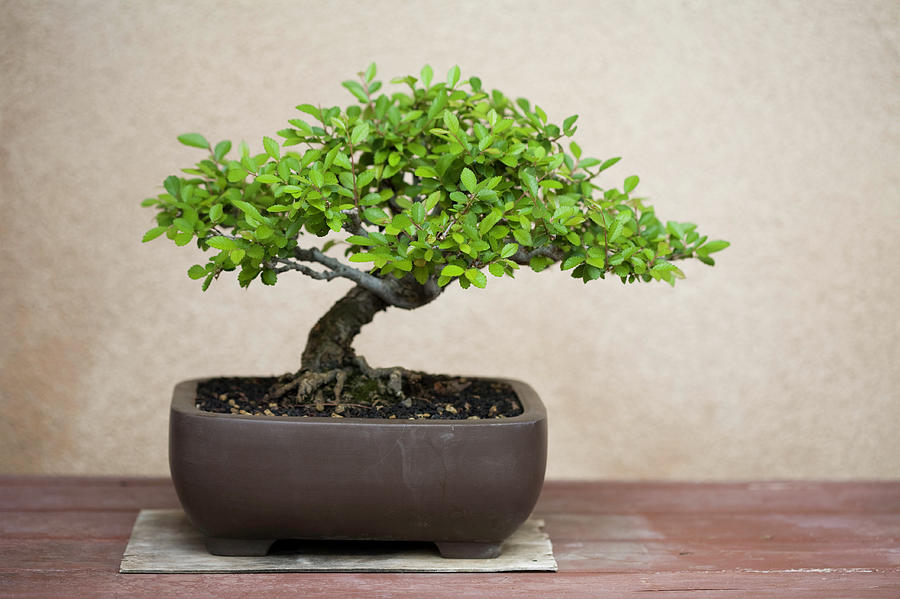 A Potted Bonsai Tree On A Wooden Table Photograph by Meltonmedia