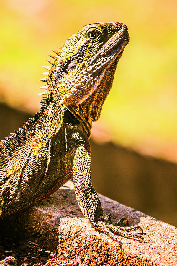 A predators portrait Photograph by Jorgo Photography