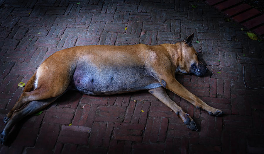 A Pregnant Dog Sleeping On The Road Photograph By Faris Alali