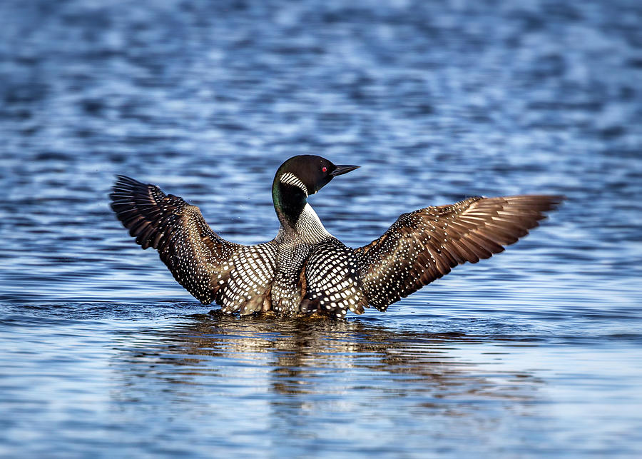 A primping Loon in mating colors Photograph by Al  Mueller
