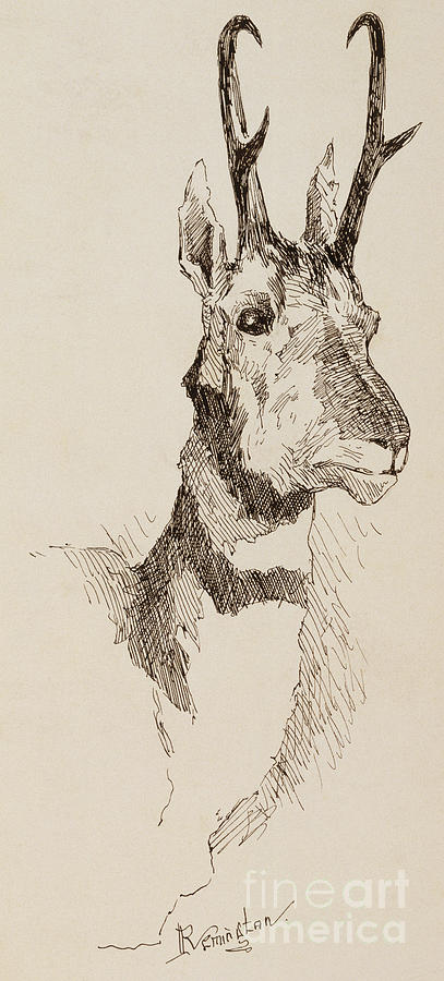 A Pronghorn Antelope by Remington Drawing by Frederic Remington