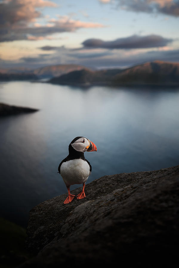 Puffin Photograph - A Puffin With A View by Magnus Renmyr