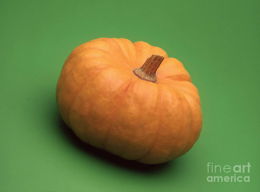 A Pumpkin  Photograph by European School