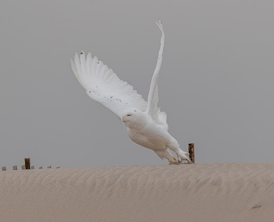 A Pure White Male Snowy Owl Photograph by Tu Qiang (john) Chen