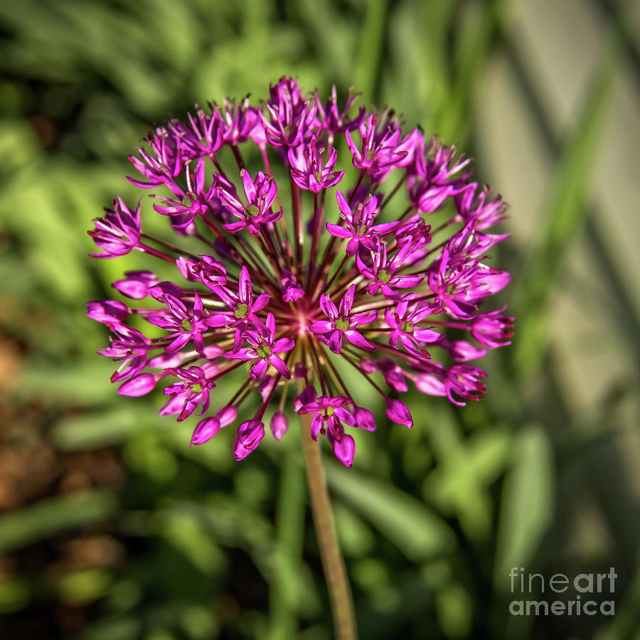 A Purple Allium Photograph by Robert Bales