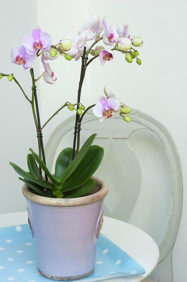A Purple And White Orchid In A Pastel Purple Pot On A Polka Dot Tray With A Gustavian Chair Photograph by Linda Burgess