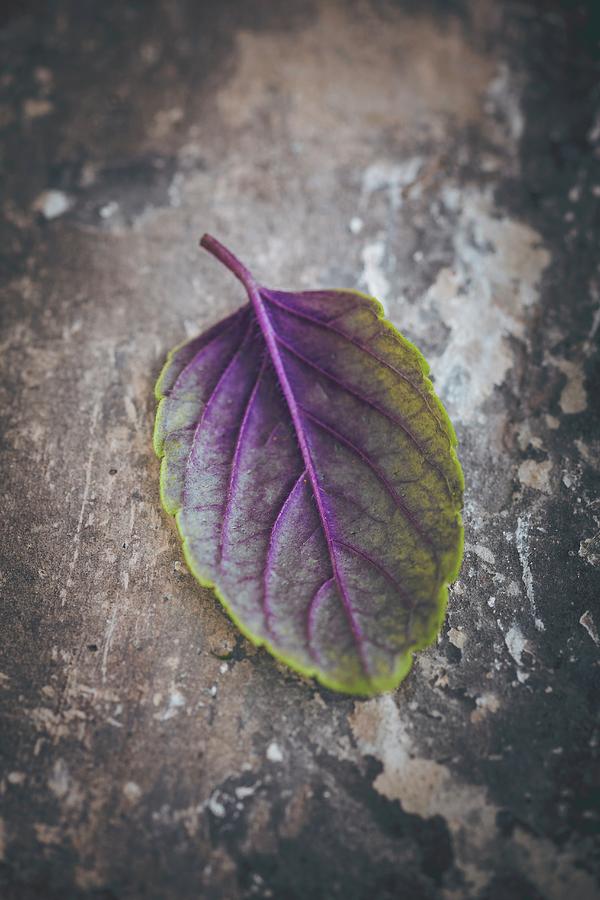 A Purple Basil Leaf Photograph by Eising Studio