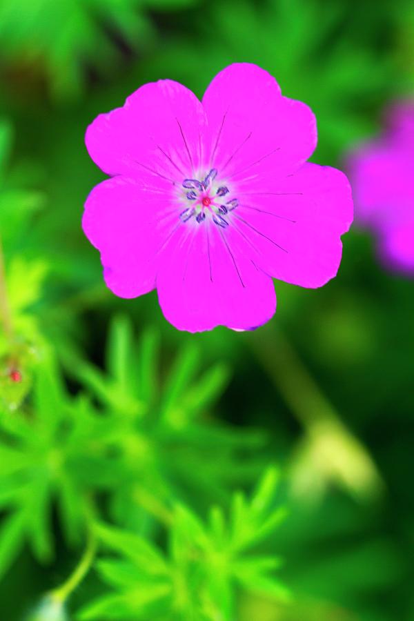 A Purple Garden Flower close-up Photograph by Lutt, Carine