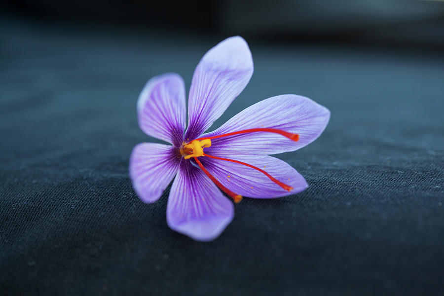 A Purple Saffron Flower crocus Sativus Photograph by Emily Brooke Sandor