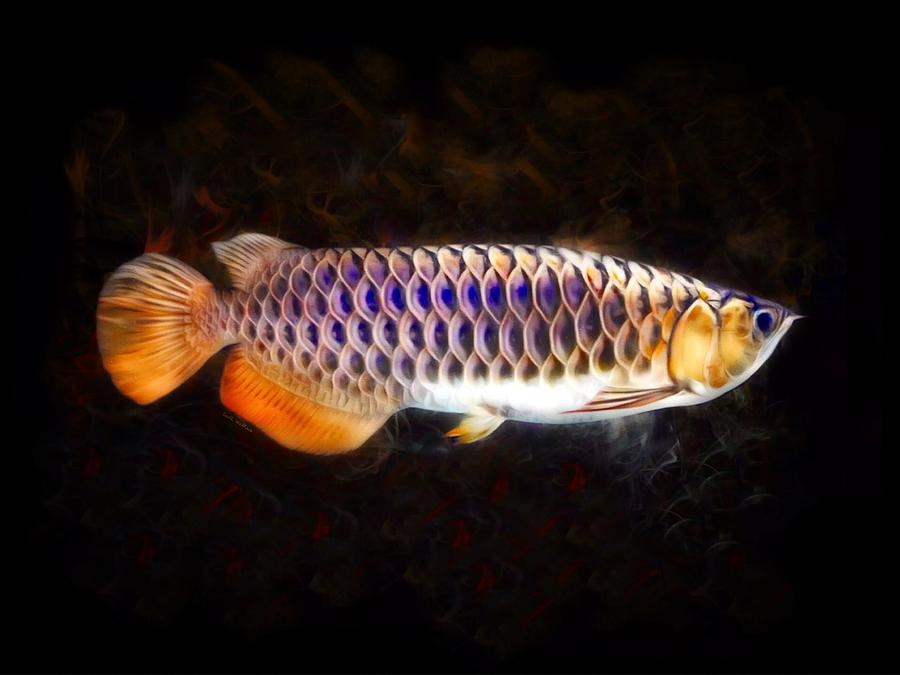 A Purple Scale Asian Arowana Digital Art by Scott Wallace ...