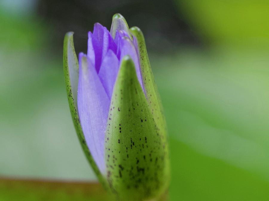 A Purple Waterlily Ready to Bloom Photograph by L Bosco