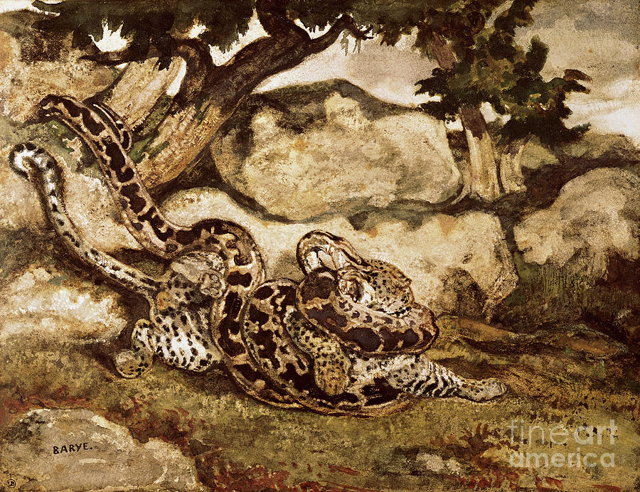 A Python Killing A Tiger Painting by Antoine Louis Barye