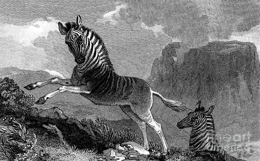 A Quagga, 1815 Drawing by Print Collector
