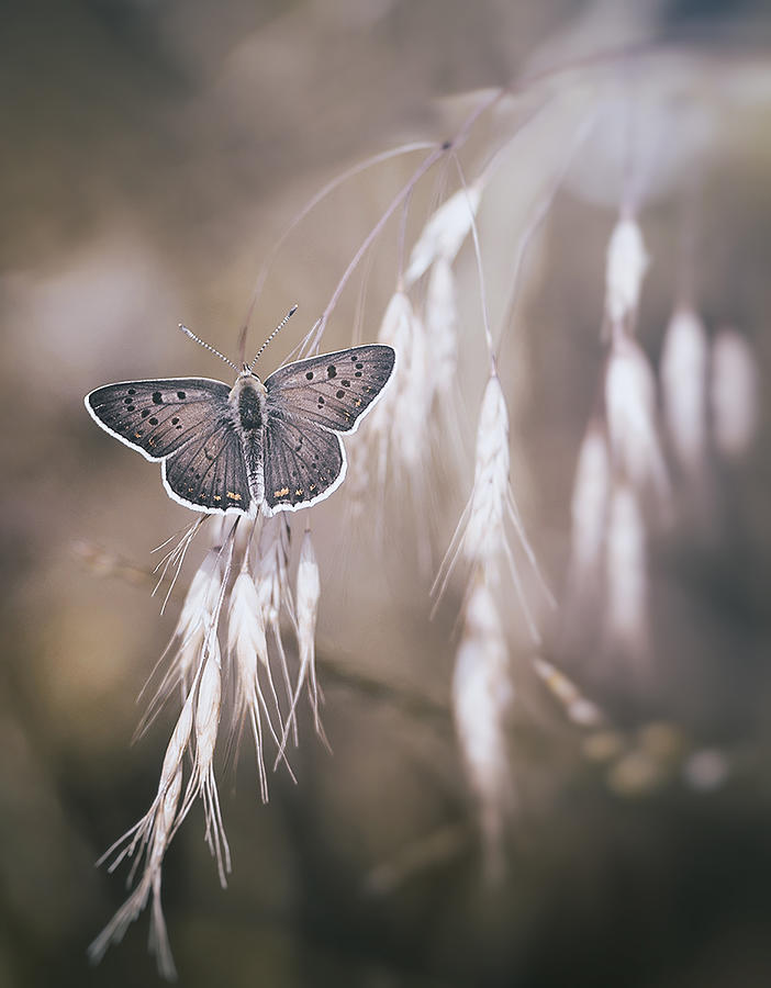A Quiet Butterfly Photograph by Dragana Trajkovic