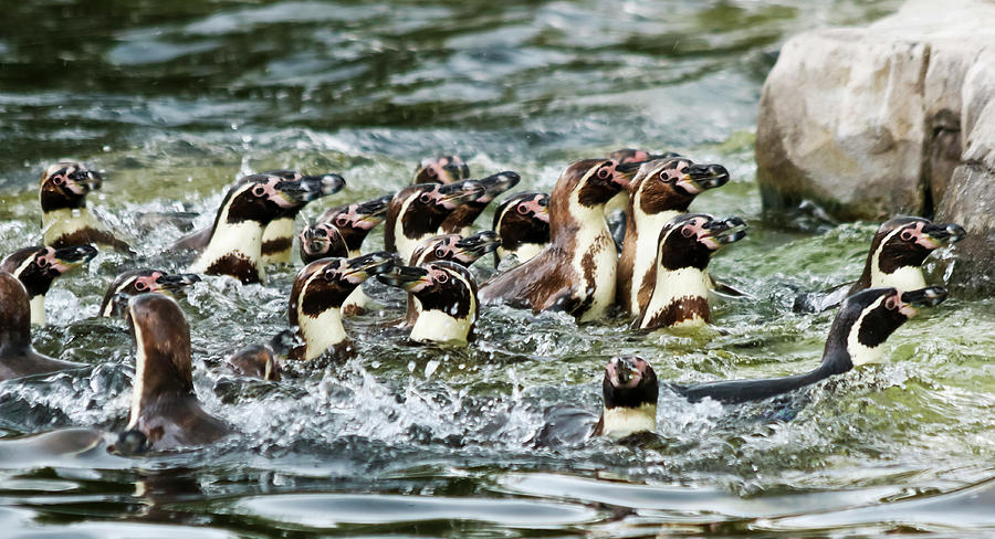 A Raft Of Humboldt Penguins, Spheniscus Humboldti, South America Photograph