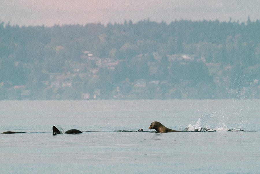A Raft Of Sea Lions Swimming Together In Puget Sound Photograph by