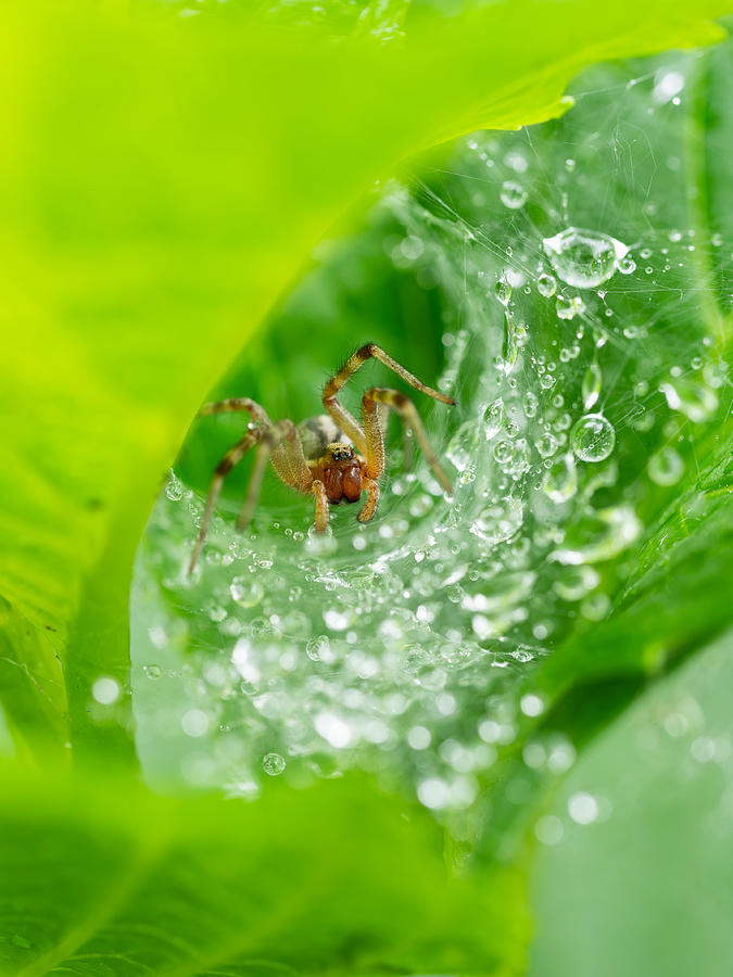 Macro Photograph - A Rainy Web by Kazuhiro Komai