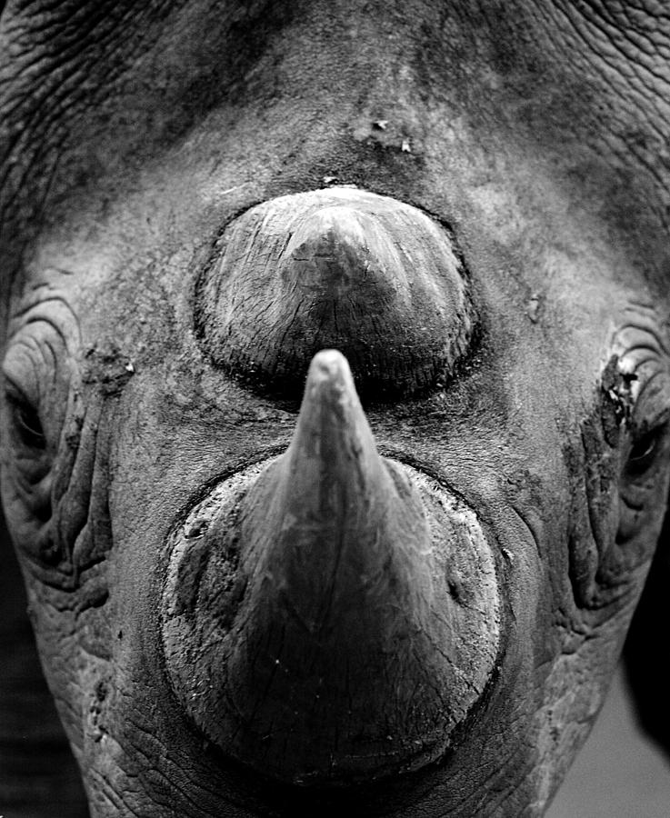 A Rare Black Rhinoceros On Display At Photograph by Adam Pretty