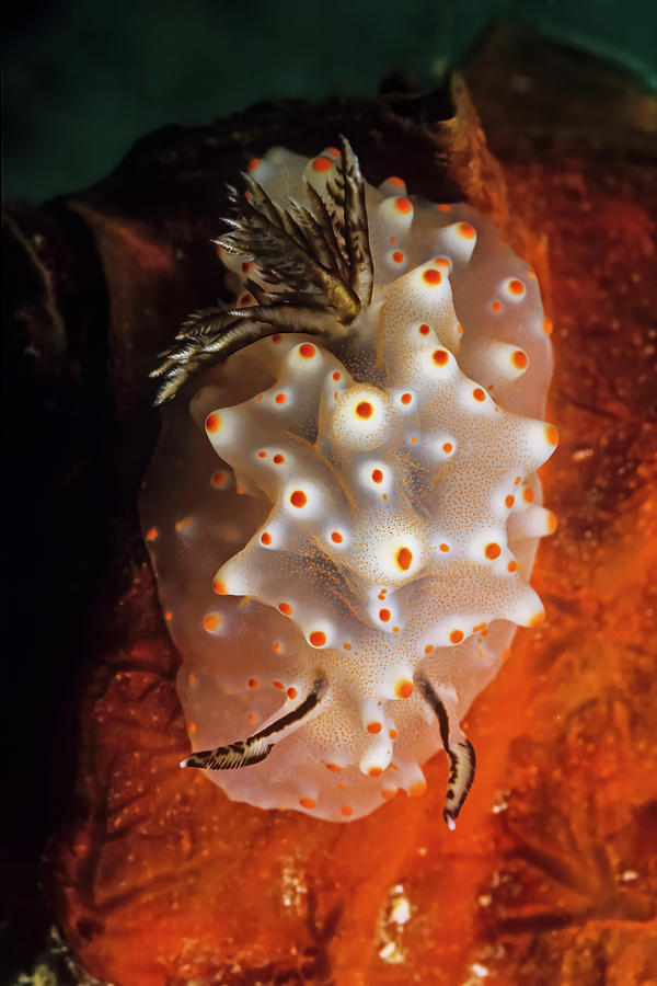 Fish Photograph - A Rare Halgerda Carlsoni Nudibranch On An Orange Sponge In Madagascar. by Cavan Images
