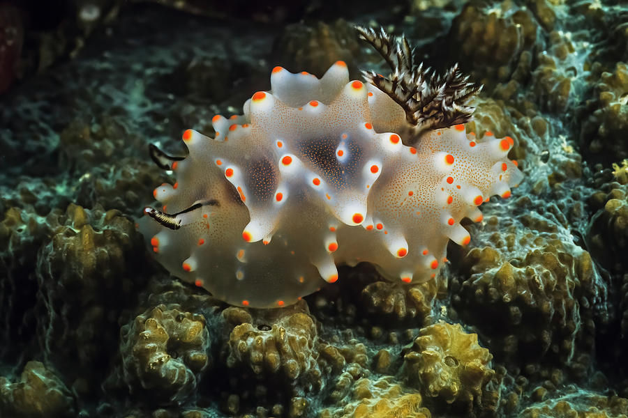Animal Photograph - A Rare Halgerda Carlsoni Nudibranch On Coral In Madagascar. by Cavan Images