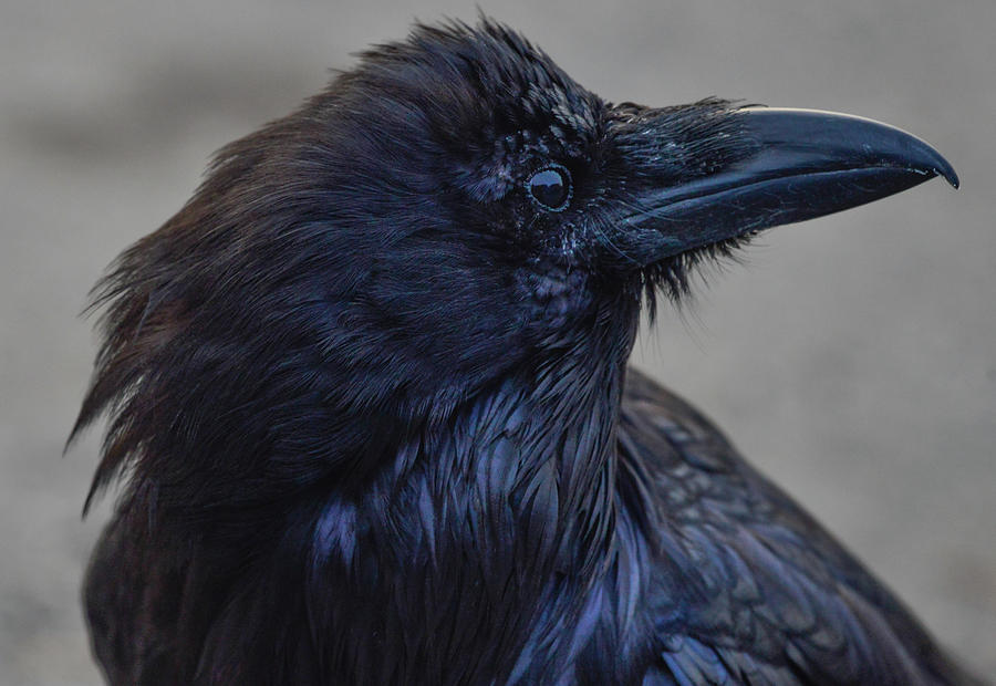  A Raven in Portrait 3  Photograph by Rae Ann  M Garrett