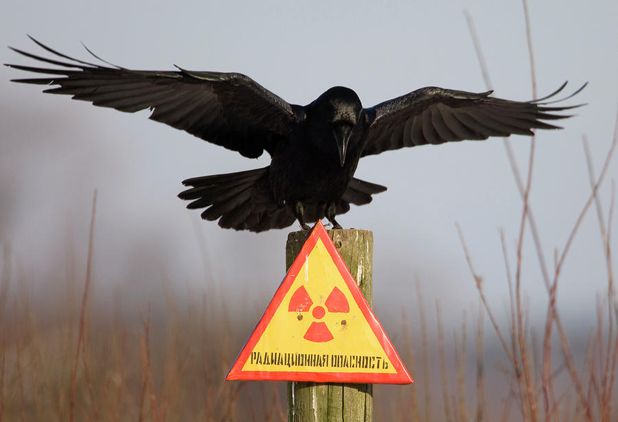 A Raven Stretches Its Wings As It Sits Photograph by Vasily Fedosenko ...