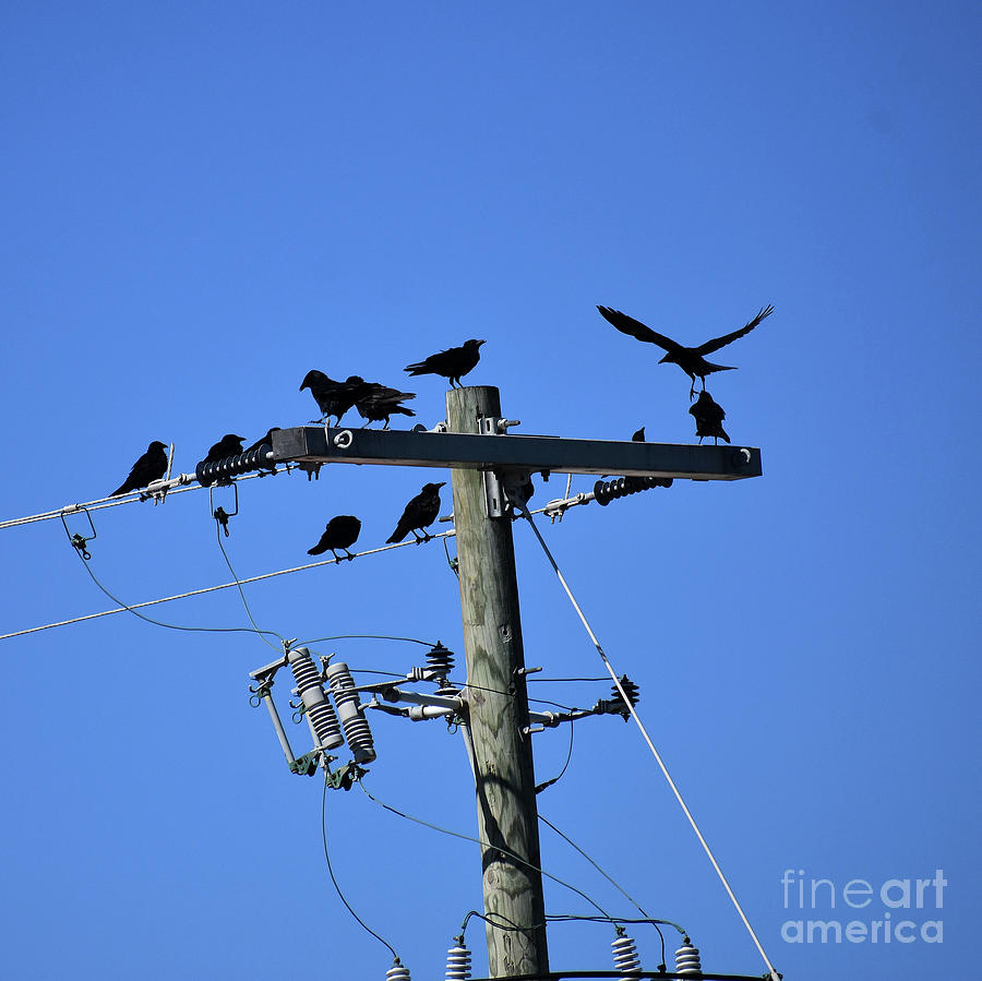 A Real Crows Nest  Photograph by Skip Willits