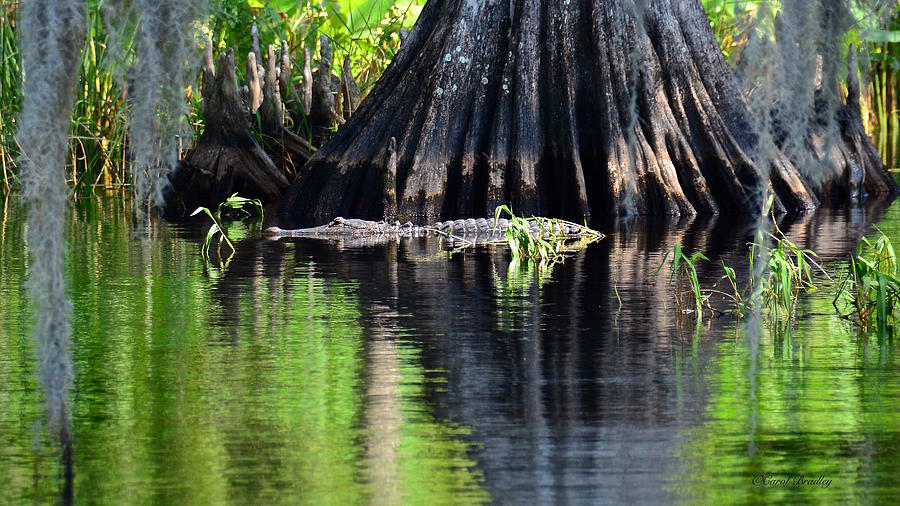 A Real Florida Gator Photograph by Carol Bradley