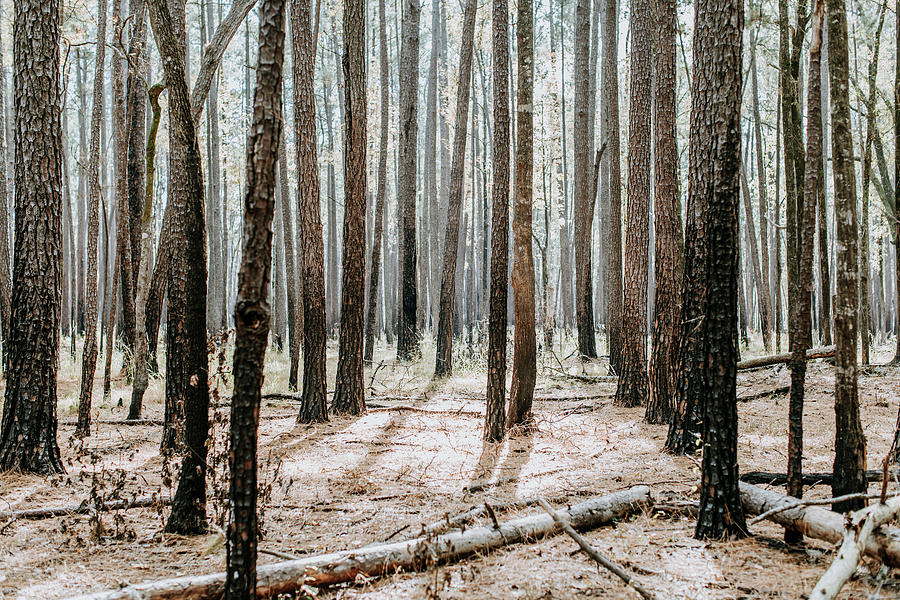 Congaree National Park Photograph - A Recently Burned Pine Forest In Congaree National Park South Carolina by Cavan Images