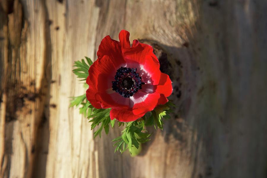 A Red Anemone On A Piece Of Bark seen From Above Photograph by Charlotte Murphy
