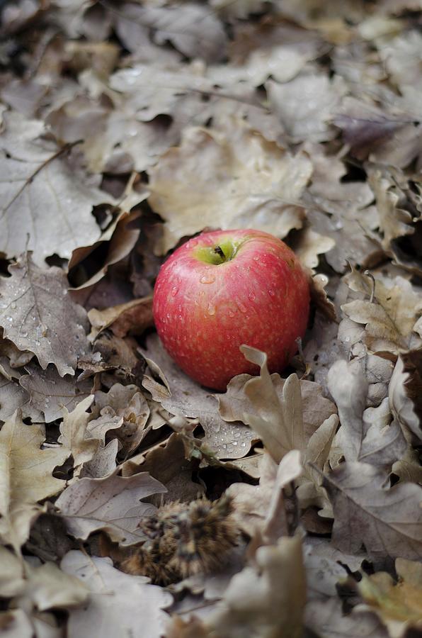A Red Apple In Autumn Leaves Photograph by Aniko Szabo