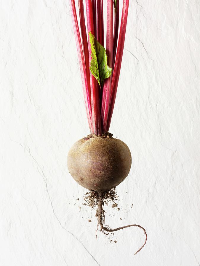 A Red Beet Tuber Photograph by Moore, Hilary