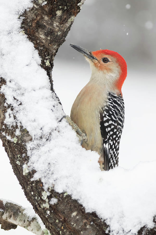 Woodpecker Photograph - A Red-bellied Woodpecker Latched To Tree During A Winter Snow Fall by Cavan Images