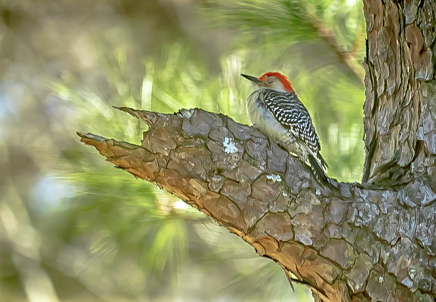 A Red Bellied Woodpecker taking a nap Digital Art by Ed Stines
