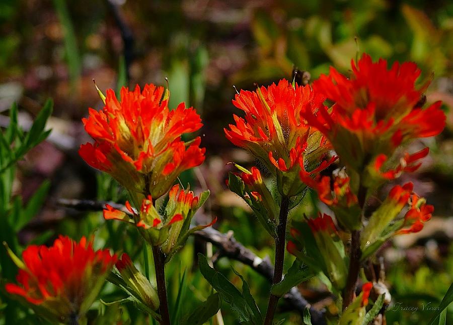A Red Bouquet of Early Indian Paintbrush  Photograph by Tracey Vivar