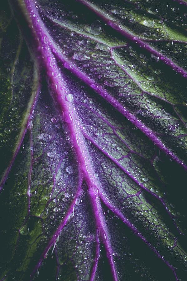 A Red Cabbage Leaf detailed Photograph by Eising Studio