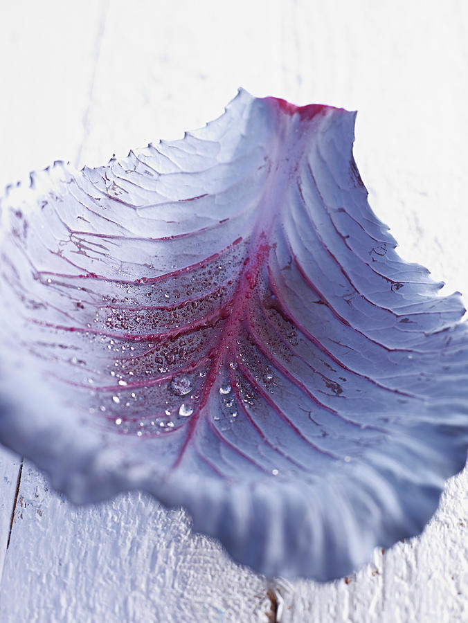 A Red Cabbage Leaf With Drops Of Water Photograph by Oliver Brachat