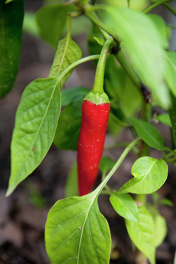 A Red Chilli On The Plant In The Garden Photograph by Claudia Timmann