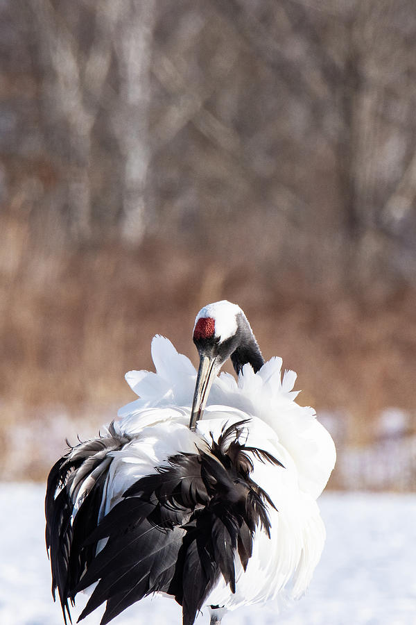 A Red-Crowned Crane Preening Her Feathers - Hokkaido, Japan Photograph by Ellie Teramoto
