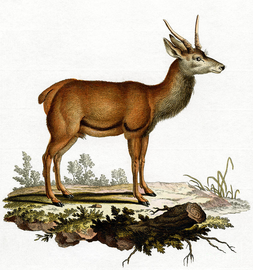A Red Deer coloured engraving Painting by German School