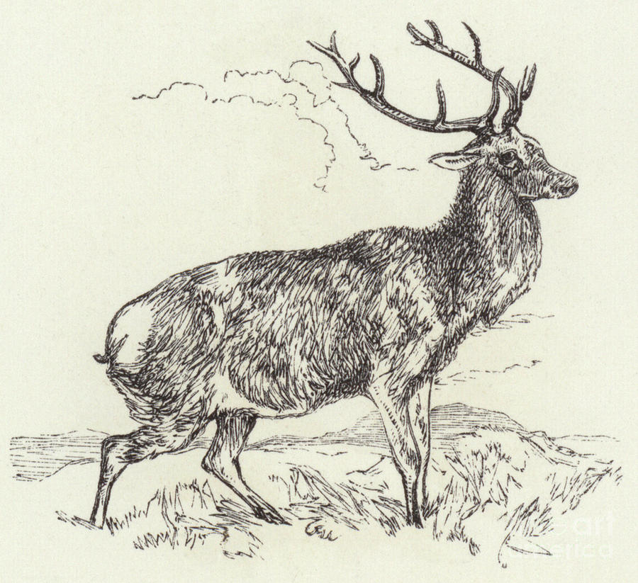 A Red deer  engraved Drawing by English School