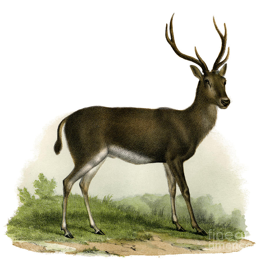 A Red Deer in a landscape, 1860 Painting by German School
