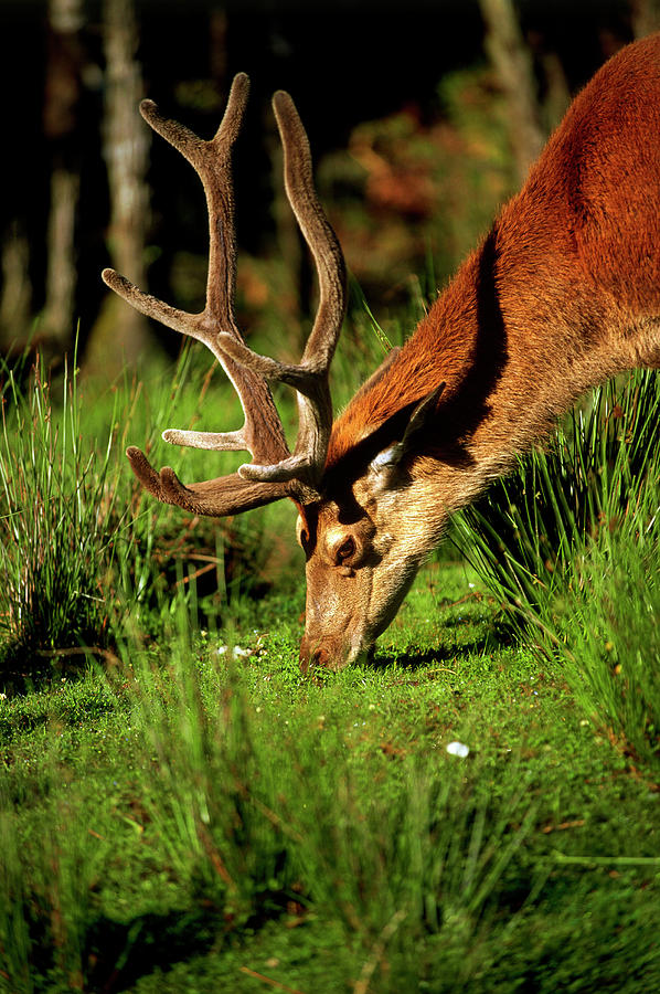 A Red Deer, West Coast Near Hokitika, North Island, New Zealand Photograph by Annie Engel