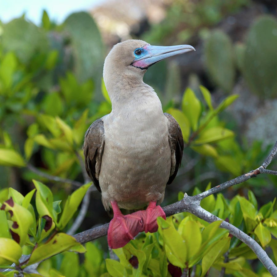 A Red-footed Booby Sula Sula Photograph by Keith Levit / Design Pics