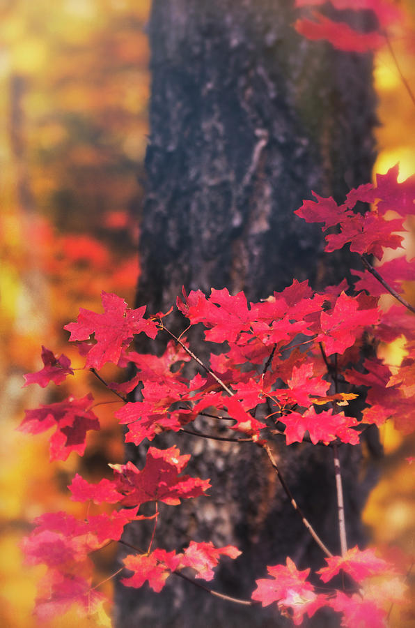 A Red Maple Autumn Photograph by Saija Lehtonen