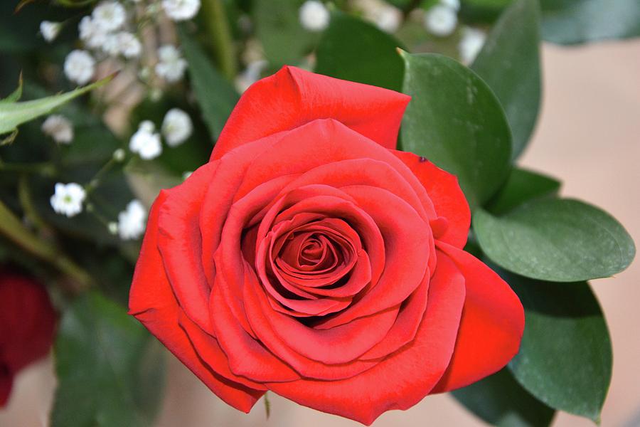 A Red Rose Photograph by Connie Hand - Fine Art America