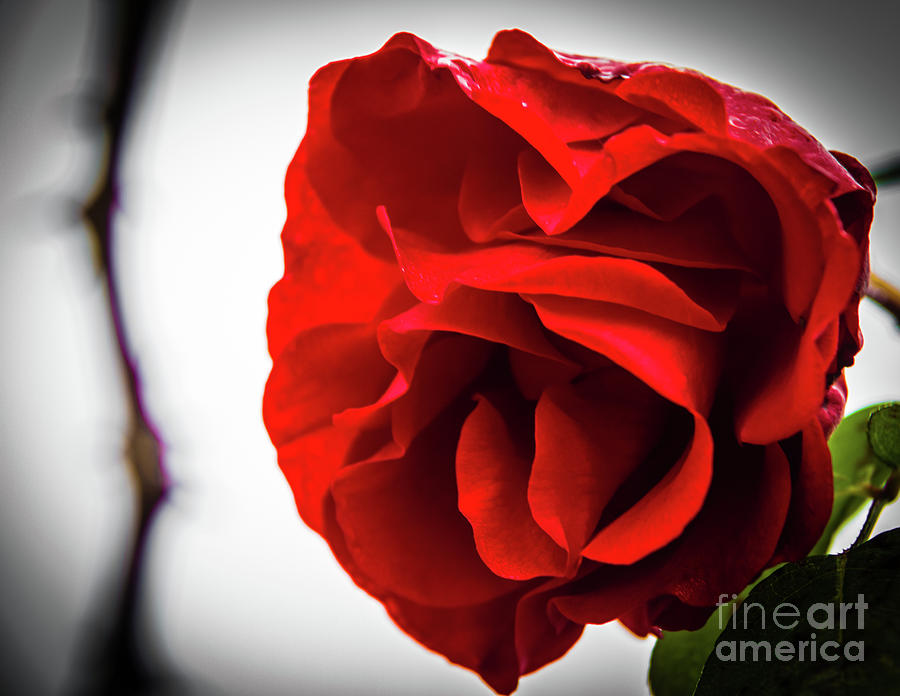 A red rose Photograph by Lyl Dil Creations