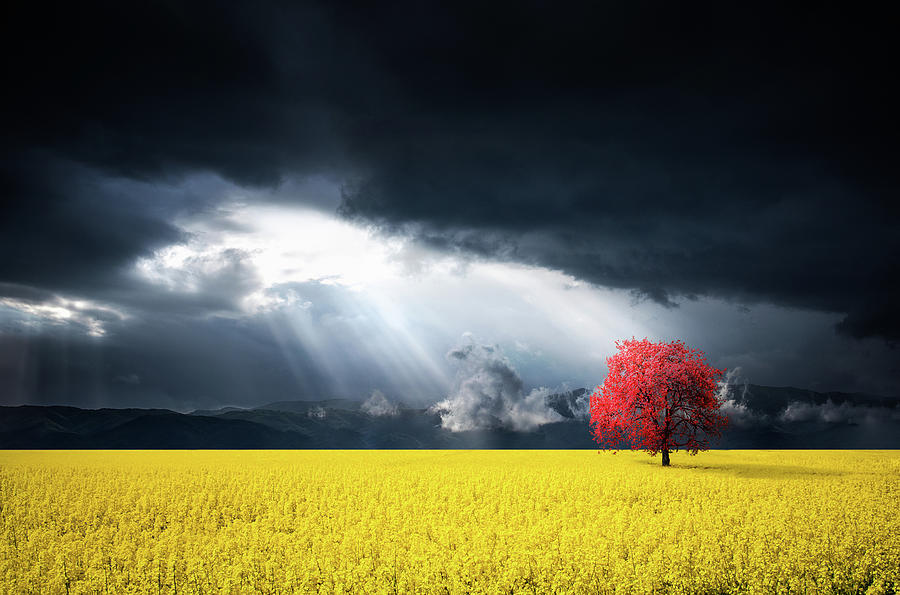 Autumn Photograph - A Red Tree In The Canola Meadow by Bess Hamiti