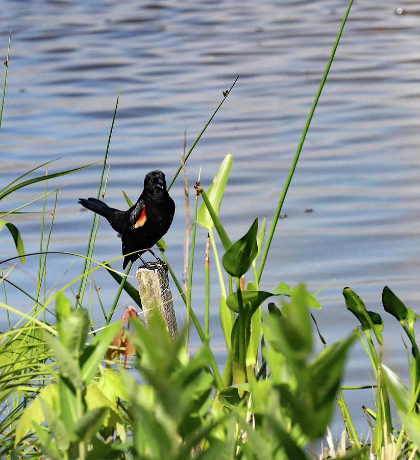 A Red-winged Blackbird Calling Photograph by Allan Levin